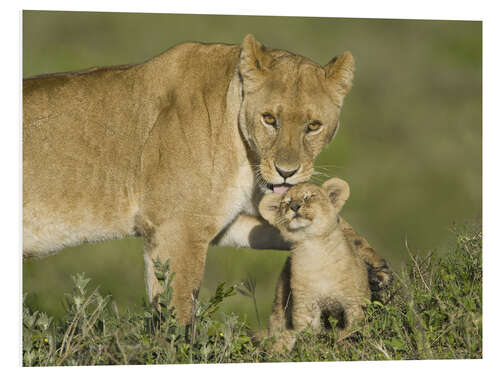 Foam board print Lioness playing with her cub, Tanzania