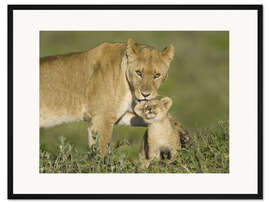 Gerahmter Kunstdruck Löwin spielt mit ihrem Jungen, Tansania