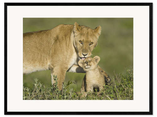 Kehystetty taidepainatus Lioness playing with her cub, Tanzania