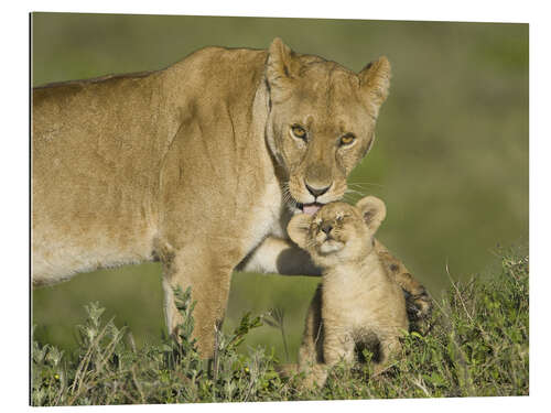 Galleritryk Lioness playing with her cub, Tanzania