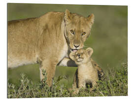 Gallery print Lioness playing with her cub, Tanzania