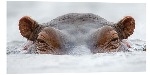 Acrylic print Hippo in the water