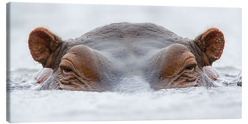 Canvas print Hippo in the water