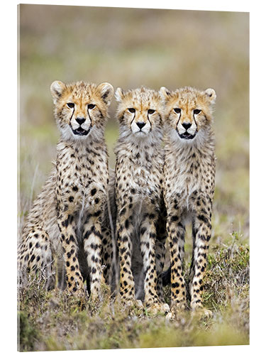 Akryylilasitaulu Three cheetahs sitting side by side, Ngorongoro, Tanzania