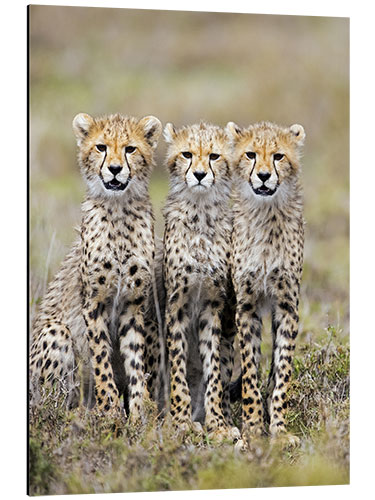 Tableau en aluminium Three cheetahs sitting side by side, Ngorongoro, Tanzania