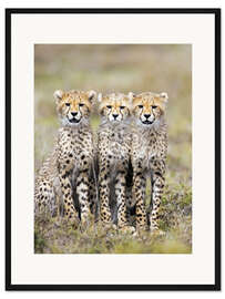 Gerahmter Kunstdruck Drei Geparden sitzen nebeneinander, Ngorongoro, Tansania