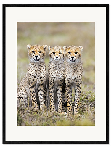 Impressão artística com moldura Three cheetahs sitting side by side, Ngorongoro, Tanzania