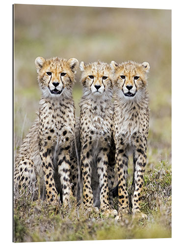 Gallery print Three cheetahs sitting side by side, Ngorongoro, Tanzania