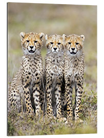 Gallery print Three cheetahs sitting side by side, Ngorongoro, Tanzania