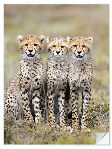 Vinilo para la pared Three cheetahs sitting side by side, Ngorongoro, Tanzania