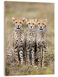 Holzbild Drei Geparden sitzen nebeneinander, Ngorongoro, Tansania