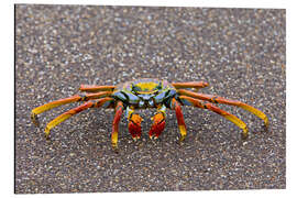 Aluminium print Sally Lightfoot crab, Galapagos Islands, Ecuador - Todd Gustafson