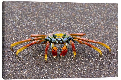 Canvas print Sally Lightfoot crab, Galapagos Islands, Ecuador