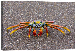 Quadro em tela Sally Lightfoot crab, Galapagos Islands, Ecuador - Todd Gustafson