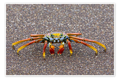 Poster Sally Lightfoot crab, Galapagos Islands, Ecuador