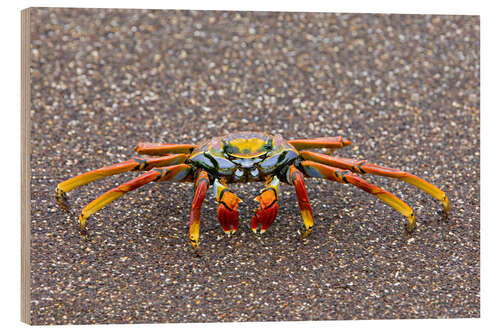 Cuadro de madera Sally Lightfoot crab, Galapagos Islands, Ecuador