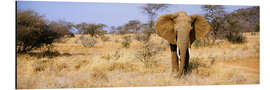 Aluminium print African Elephant, Somburu, Kenya