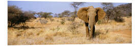 Foam board print African Elephant, Somburu, Kenya