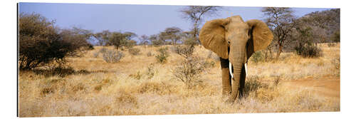 Gallery Print Afrikanischer Elefant, Somburu, Kenia