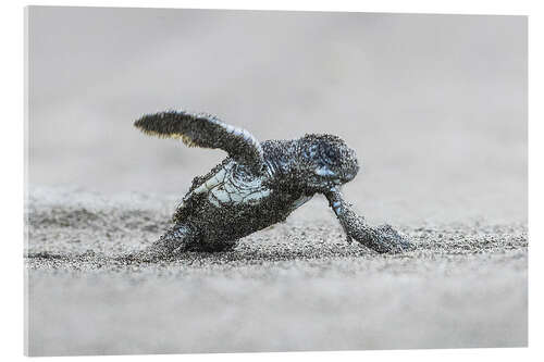 Akryylilasitaulu Green sea turtle hatching, Costa Rica