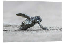 Akrylbilde Green sea turtle hatching, Costa Rica