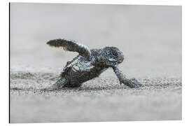 Cuadro de aluminio Green sea turtle hatching, Costa Rica