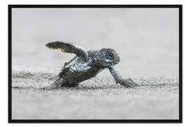 Gerahmter Kunstdruck Grüne Meeresschildkröte beim Schlüpfen, Costa Rica