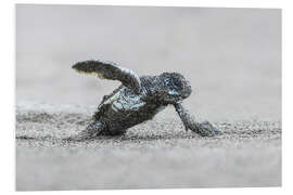 Foam board print Green sea turtle hatching, Costa Rica