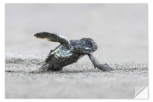 Wall sticker Green sea turtle hatching, Costa Rica
