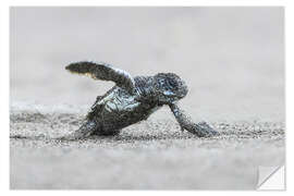 Selvklæbende plakat Green sea turtle hatching, Costa Rica