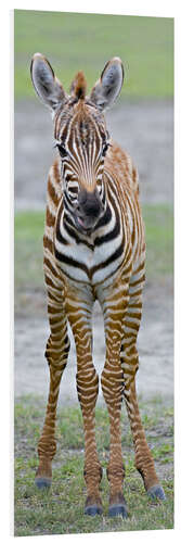 Tableau en PVC Young zebra, Ngorongoro Conservation Area, Tanzania