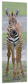 Tableau en PVC Young zebra, Ngorongoro Conservation Area, Tanzania