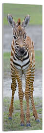 Gallery print Young zebra, Ngorongoro Conservation Area, Tanzania