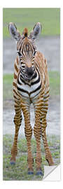 Selvklebende plakat Young zebra, Ngorongoro Conservation Area, Tanzania