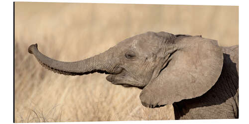 Print på aluminium Close-up of a African elephant calf at play