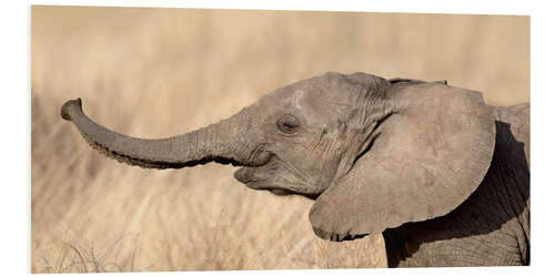 PVC print Close-up of a African elephant calf at play