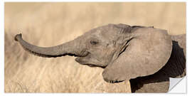 Naklejka na ścianę Close-up of a African elephant calf at play