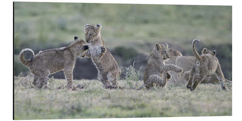 Cuadro de aluminio Lion cubs at play, Tanzania