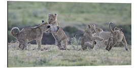 Aluminium print Lion cubs at play, Tanzania