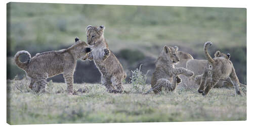 Lerretsbilde Lion cubs at play, Tanzania