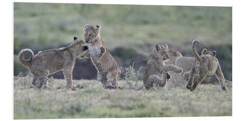 Tableau en PVC Lion cubs at play, Tanzania