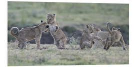 Foam board print Lion cubs at play, Tanzania