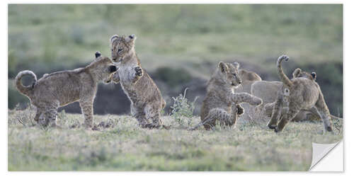 Sticker mural Lion cubs at play, Tanzania