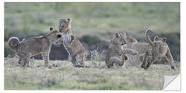 Vinilo para la pared Lion cubs at play, Tanzania