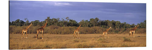 Aluminium print Group Of Giraffes, Maasai Mara, Kenya