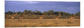 Foam board print Group Of Giraffes, Maasai Mara, Kenya