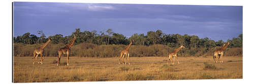 Quadro em plexi-alumínio Group Of Giraffes, Maasai Mara, Kenya