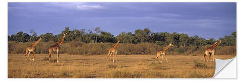 Naklejka na ścianę Group Of Giraffes, Maasai Mara, Kenya