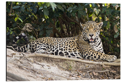 Aluminium print Jaguar resting on a rock, Pantanal Wetlands, Brazil