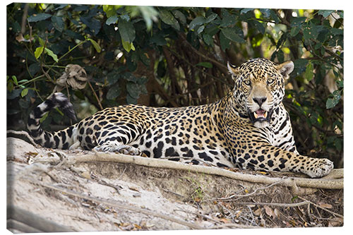 Canvas print Jaguar resting on a rock, Pantanal Wetlands, Brazil